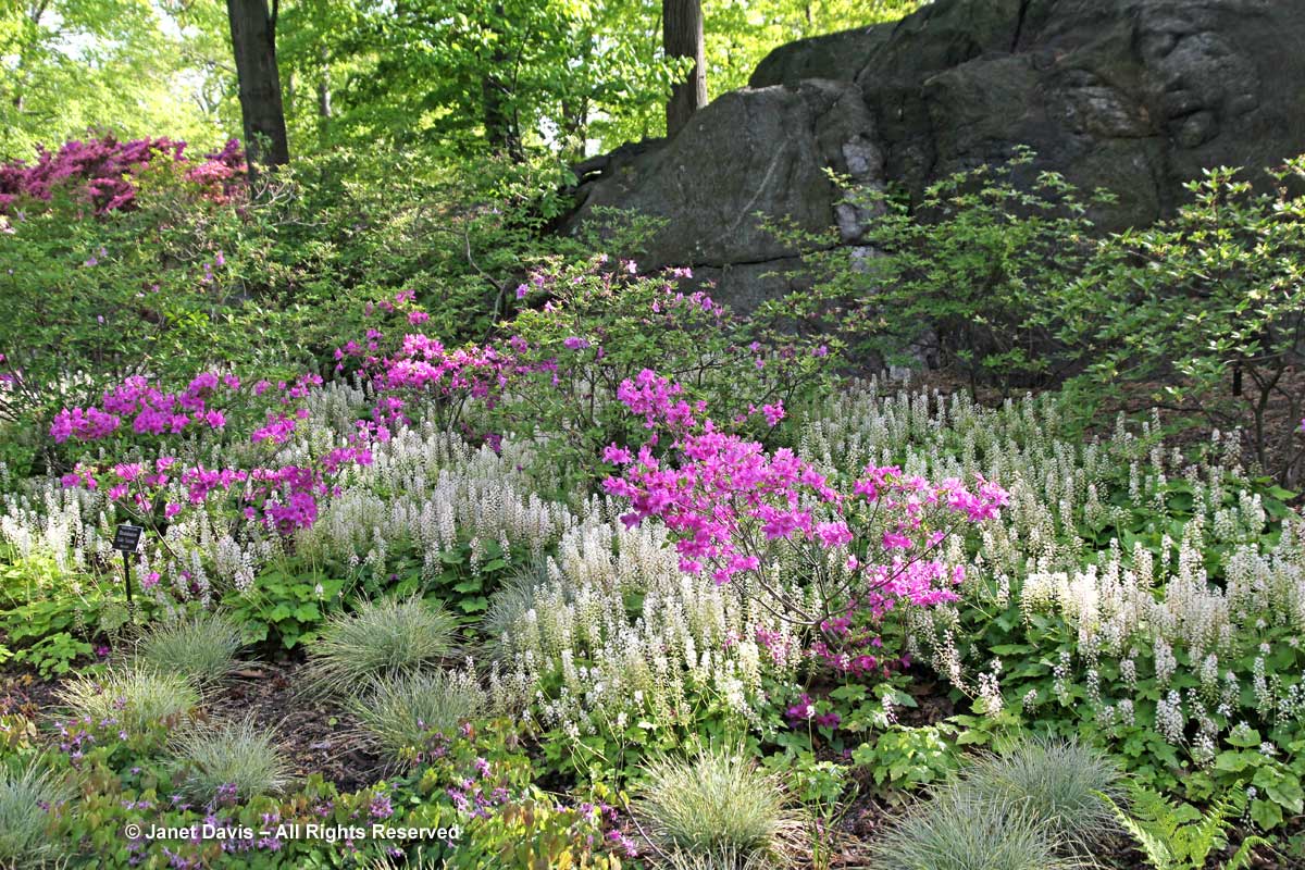 Why Native Plants? Natural Landscaping, Gardening, and ...