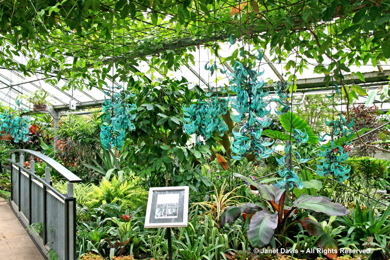 One of two jade vines at Toronto's Allan Gardens.