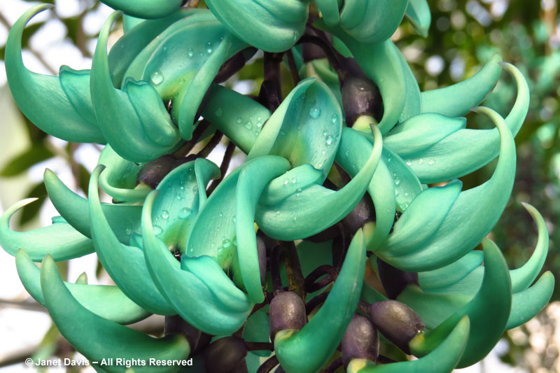 Jade vine flowers hang in long trusses, or "pseudoracemes".