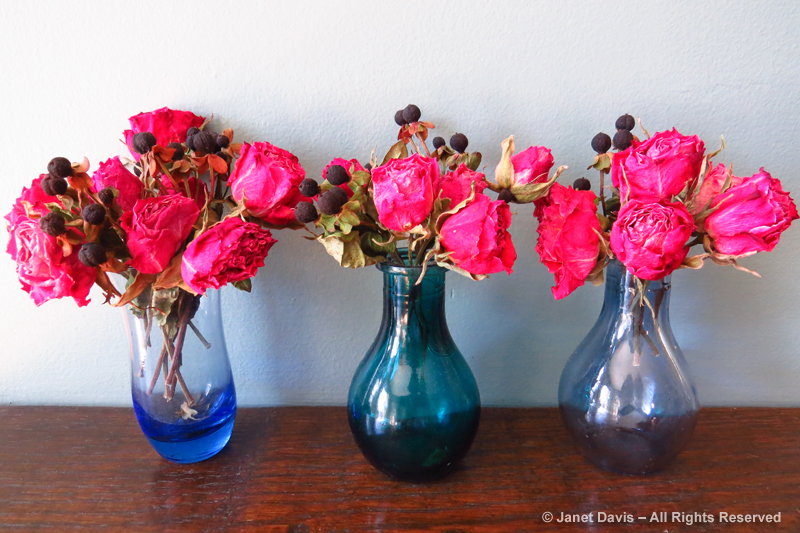 The sweetheart roses in March.