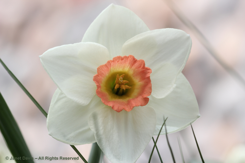 Narcissus 'Fragrant Rose'