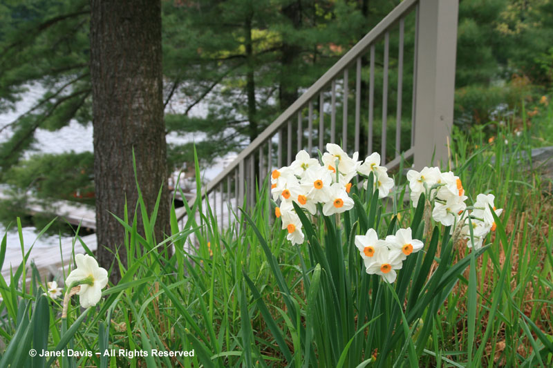 Narcissus 'Geranium' at the top of my cottage hillside.