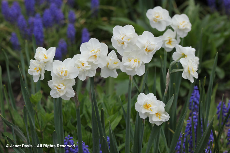 Narcissus 'Cheerfulness'