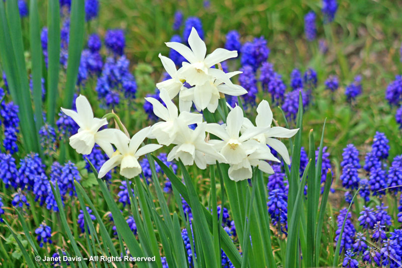 Narcissus 'Thalia' with grape hyacinths.