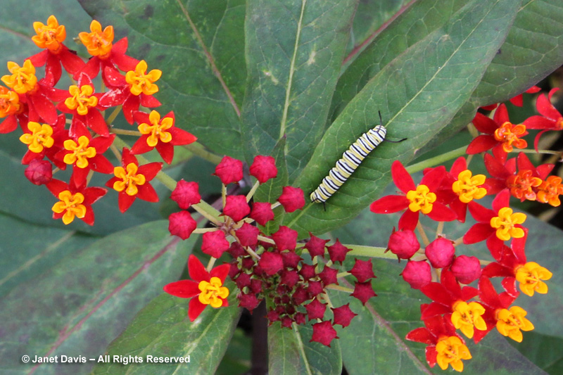 Tropical milkweed or 'bloodflower' is becoming popular as an annual plant to support monarch caterpillars. This is a cultivar called 'Silky Mix'.