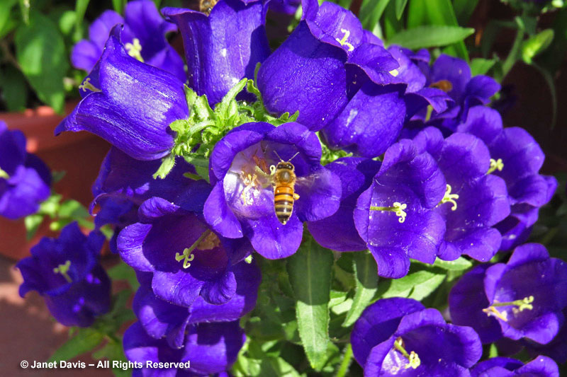 Bee on Campanula medium