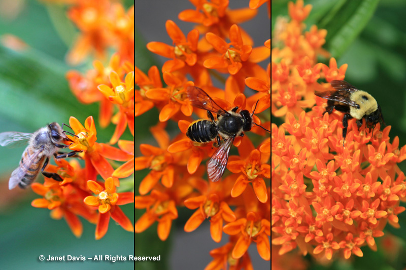Butterfly milkweed attracts numerous insects, but bees love it. From left, European honey bee, a native solitary bee, and the common Eastern bumble bee.