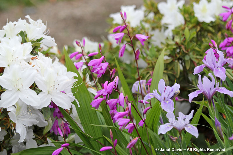 Bletilla & Pacific iris with azalea