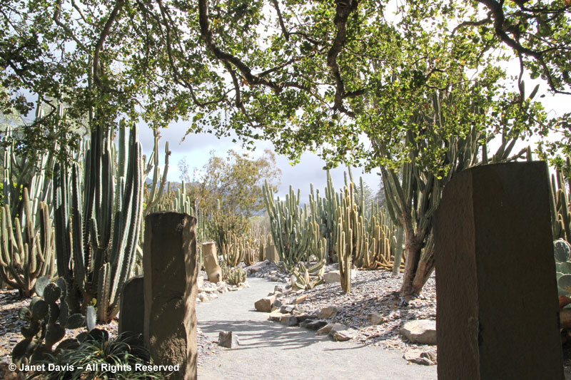Cactus-garden