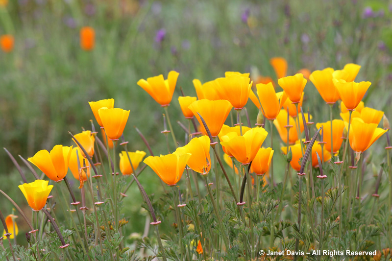 California poppies-Eschscholzia californica