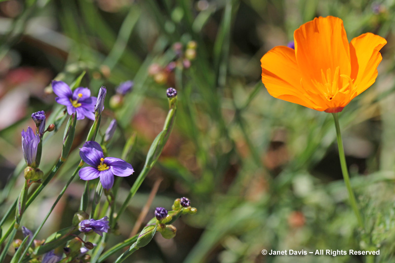 Though not exactly "blue", blue-eyed grass (Sisyrinchium bellum) contrasts nicely with California poppies.