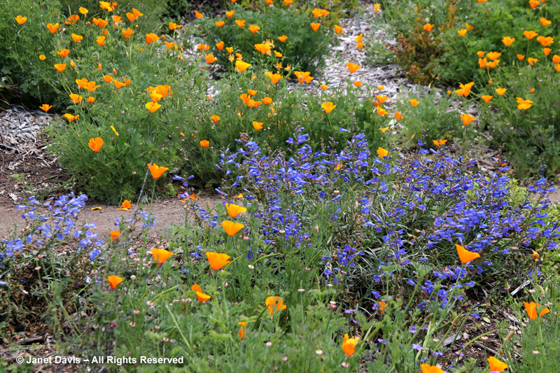 At the Santa Barbara Botanical Garden, foothills penstemon (P. heterophyllus) offers the perfect azure-blue complementary contrast to the orange California poppies.
