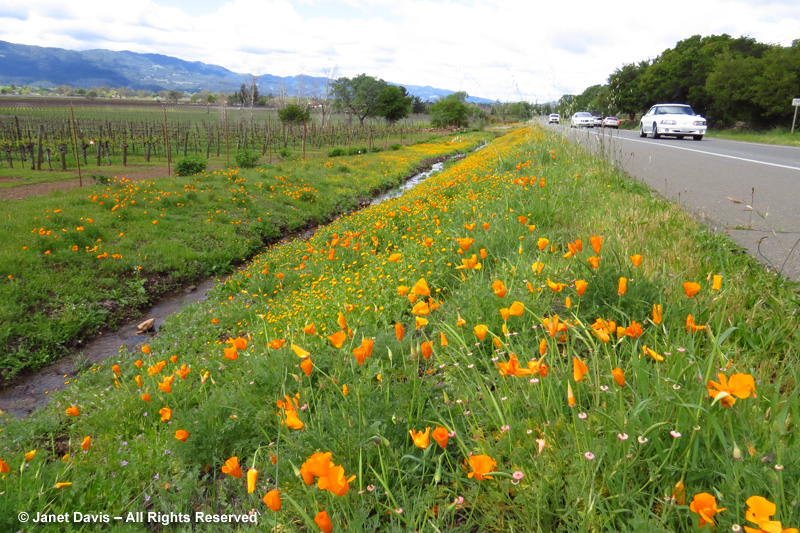 California poppies light up a roadside near St. Helena in the Napa Valley.