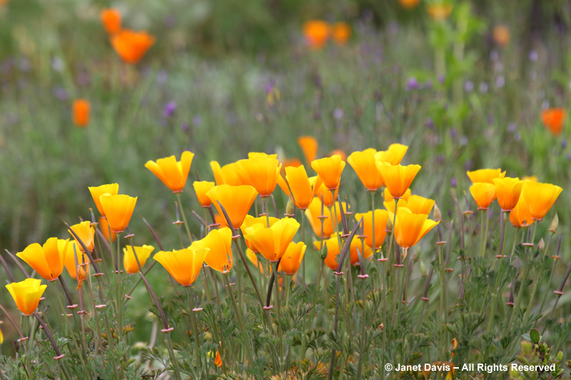 California poppies have silky petals that seem to glow.
