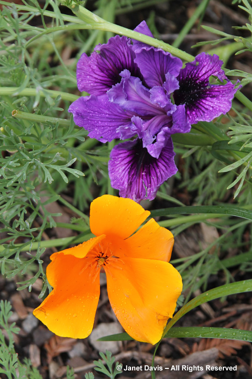 Both the native Iris douglasiana and the Pacific Coast Hybrids, like this one, are lovely with California poppies.