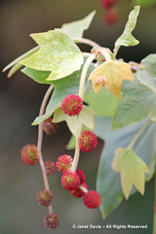 California sycamore - Platanus racemosa