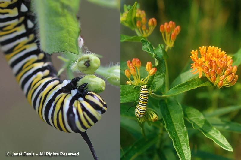 The monarch caterpillar is an eating machine, going through several larval stages or 'instars' while consuming milkweed leaves and even flowers.