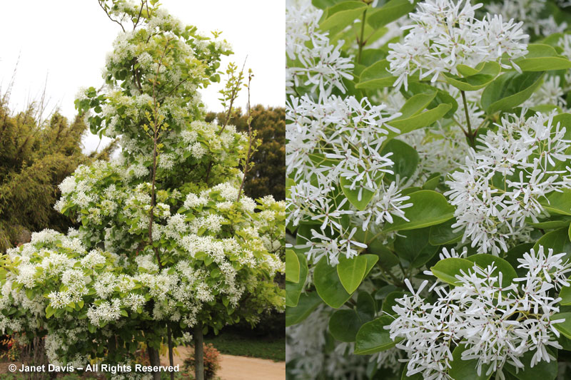 Chinese fringe tree-Chionanthus retusus