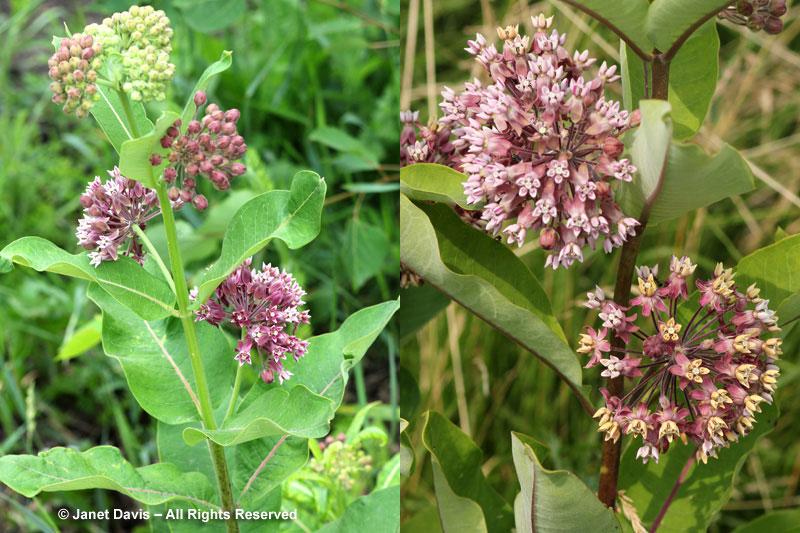 The common milkweed that grows by the highway or in old fields is a gorgeous thing, with nectar-rich flowers held in umbellate cymes. When bees nectar, however, milkweed pollinia often become detached and hang like golden chains from the bee's feet, sometimes trapping them on the flower. 