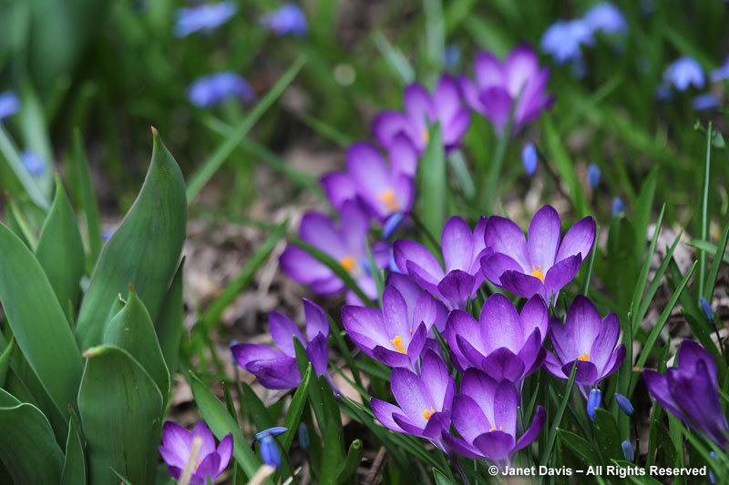 The small, violet flowers of Crocus tomassinianus 'Ruby Giant' in my own garden, affectionately nicknamed "tommies" by bulb fans.