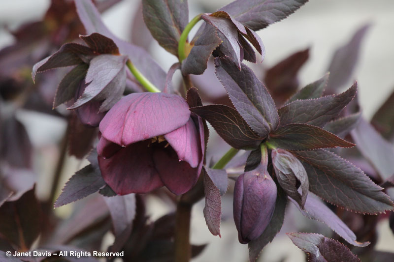 Hellebores tend to open their flowers in the warm sunshine.  This one is unusual in having dramatic, dark-red foliage.