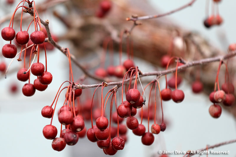 Leftover fruit on the 'Donald Wyman' crabapple may or may not be eaten by birds.  If not, experts recommend that these "mummified" fruits should be removed and raked out of the garden as they can harbour brown rot fungus spores.