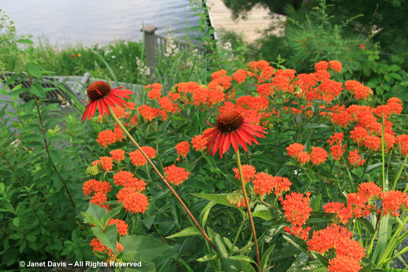 This was a rather bright combination at my cottage several summers ago: Echinacea 'Firebird' and butterfly milkweed. Can you tell I like bright colours?