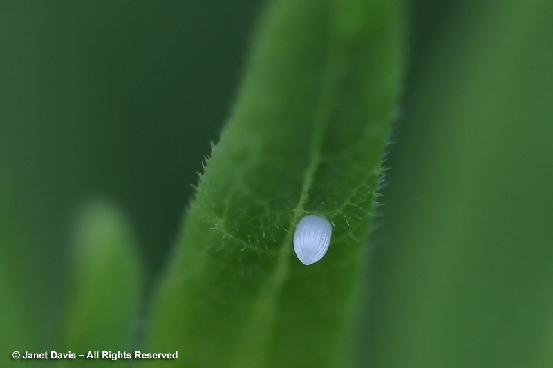 A tiny monarch egg on a butterfly milkweed leaf. After mating, the female monarch can lay up to hundreds of eggs. Where milkweed is plentiful, she will lay one egg per plant to ensure lots of food; where not, several eggs might be laid on a single plant. The egg will hatch in 4 days, producing the first, small, worm-like caterpillar. 