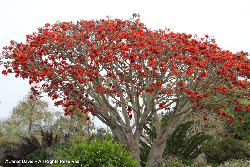 Erythrina caffra-coral tree