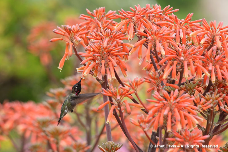 Female Anna's hummingbird on aloe