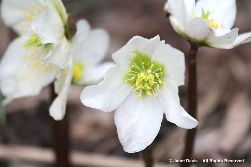 Christmas rose (Helleborus niger) starts flowering in late winter or very early spring, well ahead of the lenten roses (H. orientalis hybrids)..