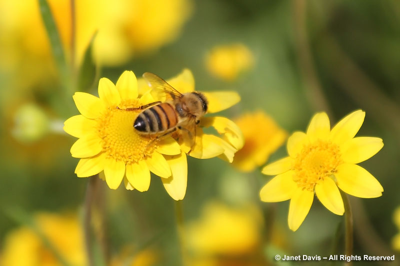 Unlike most native bees, honey bees are flower-faithful, meaning they seek nectar and pollen from one flower species at a time. The millions of tiny blossoms of goldfields (Lasthenia californica) in the meadow offer a rich food source for them and the native pollinators.