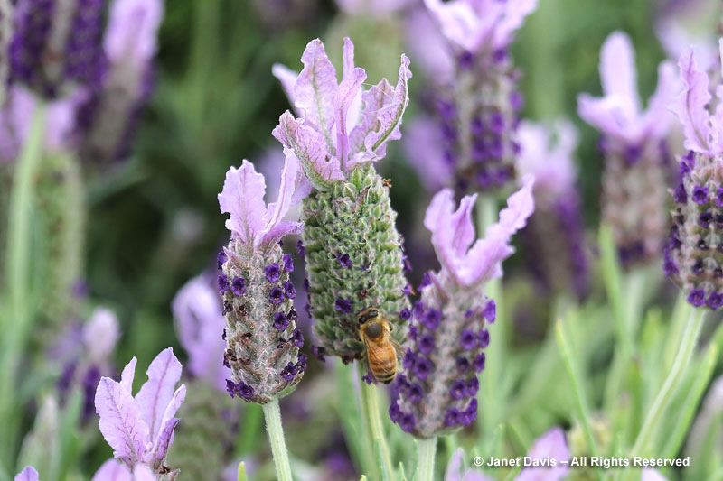 Honey bee on Lavender