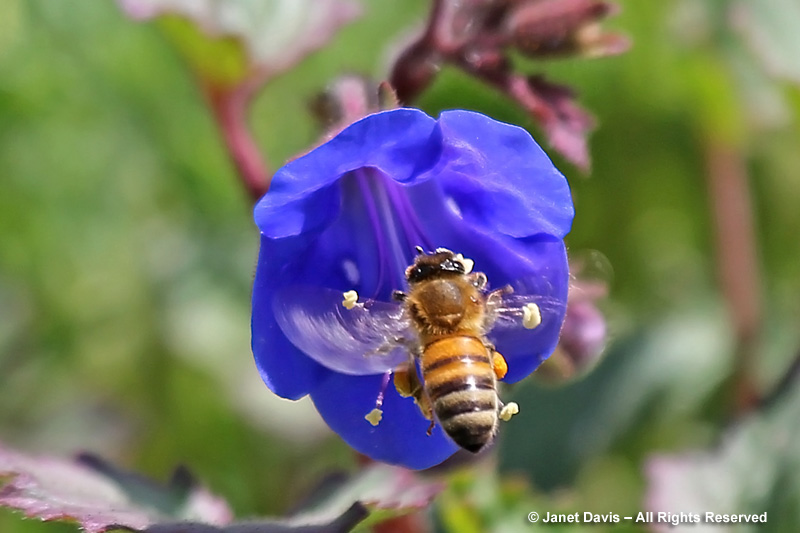 A California bluebell (Phacelia campanularia) in the meadow gets a visit from a nectaring honey bee.