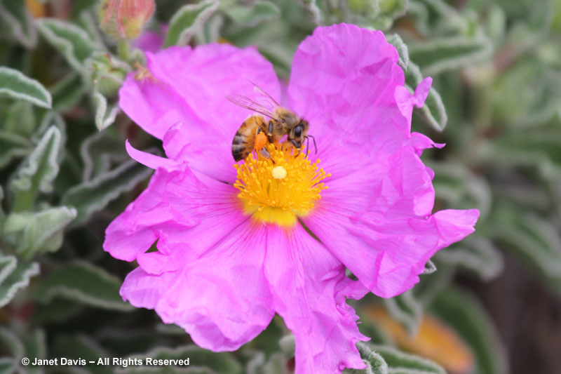 Honey bee on rock rose