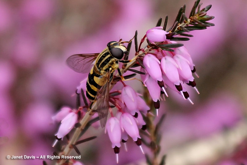 Winter heath (Erica carnea) offers food for early foragers, including hover flies, bumble bees and honey bees.