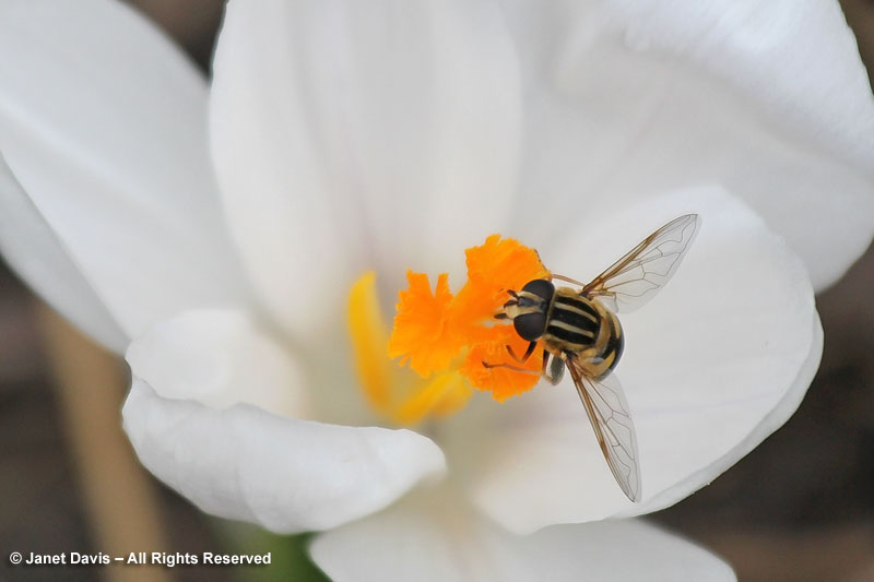 Crocus stigmas offer a rich source of springtime pollen for many bees and flies.