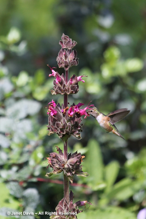 Appropriately, a hummingbird nectars on hummingbird sage (Salvia spathacea) in the border at the back of the meadow.