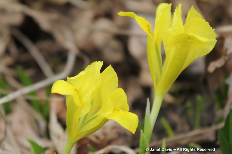 Yellow danford irises emerge and flower before the foliage appears.