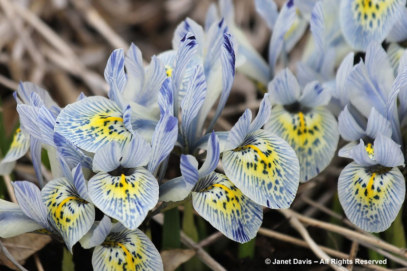The delightful striped flowers of Iris histrioides 'Katherine Hodgkin' are an unusual color.