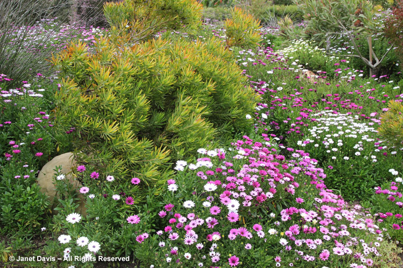 Leucadendron & Osteospermum