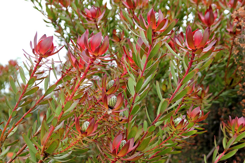 Leucandendron 'Safari Sunset'