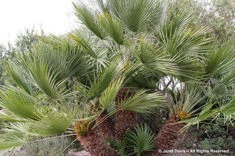 Mediterranean fan palm