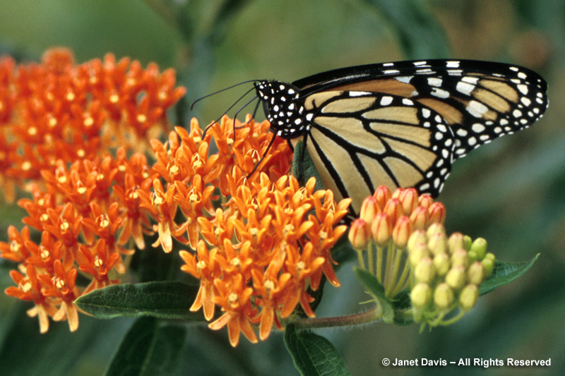 Butterfly milkweed (Asclepias tuberosa) is not just a beautiful, tallgrass prairie native perennial, it is both an excellent nectar and larval food plant for the monarch butterfly. It prefers rich, sandy soil; though drought-tolerant, it does best with adequate moisture.