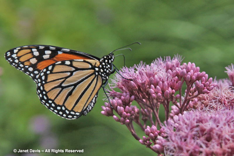 Tall Joe Pye weed (Eupatorium spp.) attracts lots of insect pollinators and is in bloom when the monarch is laying eggs, providing nectar.