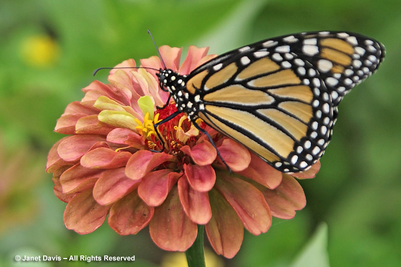 Single and semi-double zinnias with their true central flowers exposed are the best choice to lure nectaring insects, including monarchs.