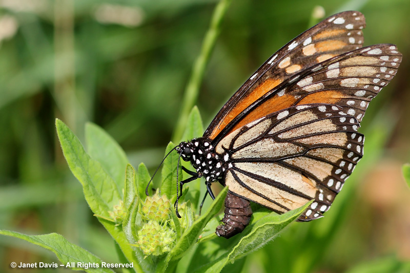 The female monarch laying a tiny egg (ovipositing) on butterfly milkweed leaves.