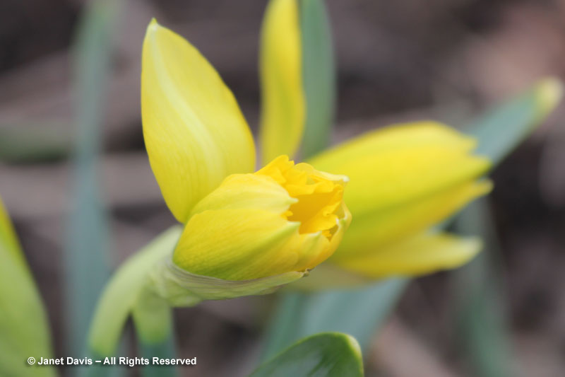Narcissus 'Rijnfeld's Early Sensation' is later than usual this spring.
