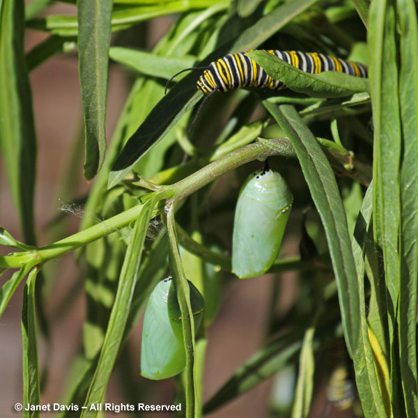 A caterpillar and two chrysalids preparing to metamorphose into monarch butterflies on California native narrowleaf milkweed in a special monarch display at Santa Barbara Botanic Garden.