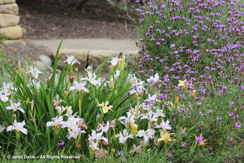 Native irises & Verbena lilacina